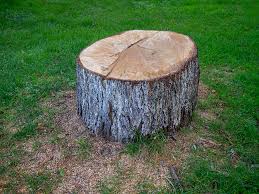 Anaconda, MT Tree Care Company