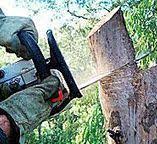 Best Commercial Tree Services  in Anaconda, MT
