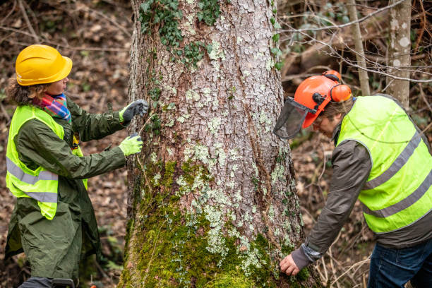 Best Arborist Consultation Services  in Anaconda, MT