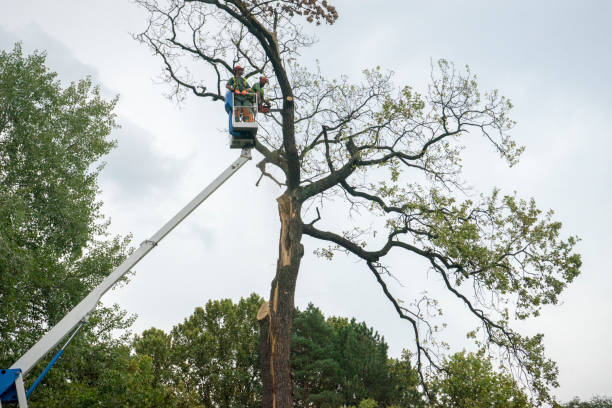 Best Utility Line Clearance  in Anaconda, MT