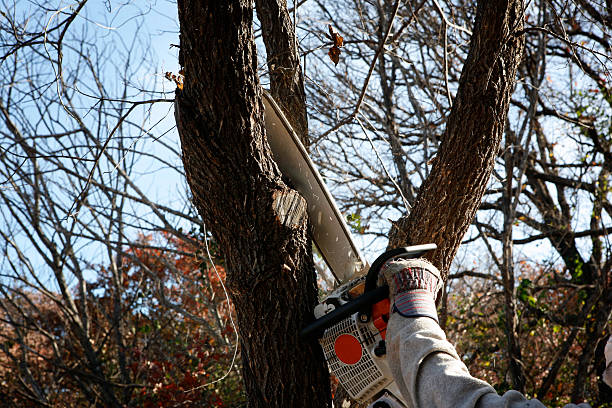Lawn Maintenance Plans in Anaconda, MT