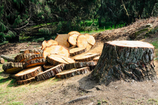 How Our Tree Care Process Works  in  Anaconda, MT